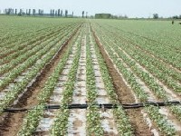 西峽縣農(nóng)田配方肥采購項目